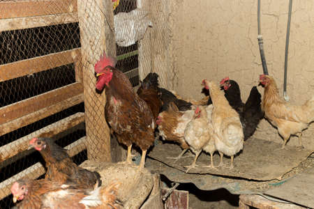 chickens in a cageの写真素材