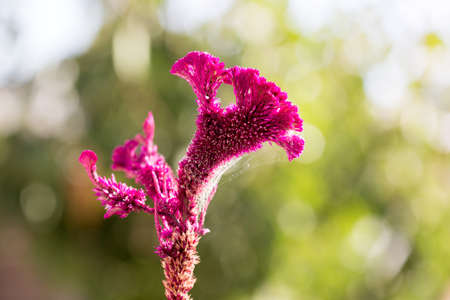 Celosia Cristata .Red celosia flower, close-up and from the top side