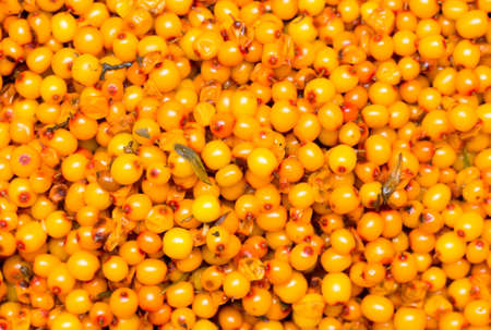 sea-buckthorn, backgroundの写真素材