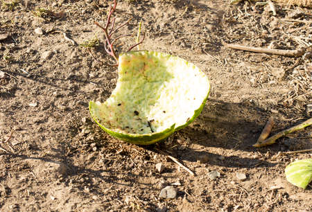 watermelon trashの写真素材