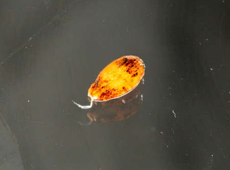 watermelon seed on the background of dark glass macroの写真素材