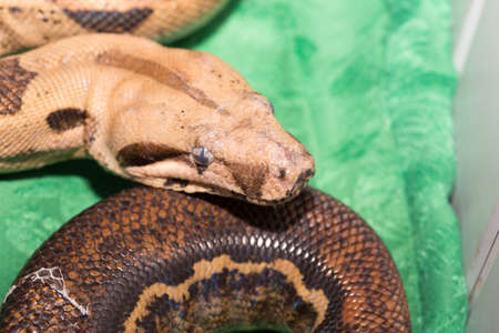 Snake in the zoo