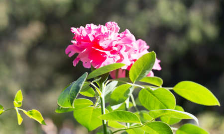Rose flower in the yard