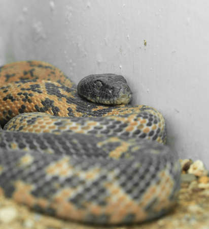 Snake in the zoo