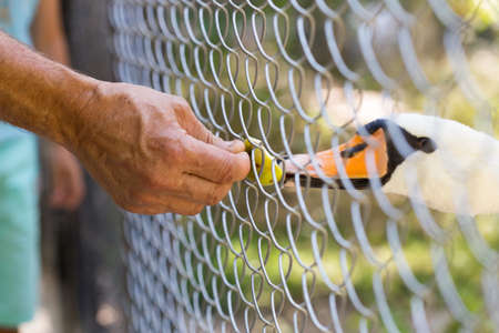 man feeding geese in the zoo through a networkの写真素材