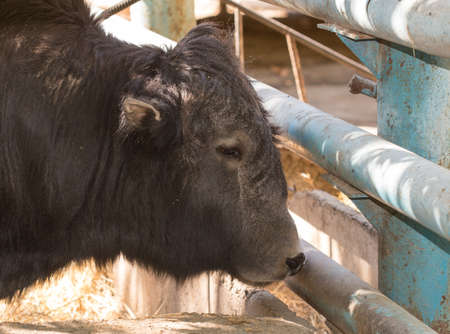 bison at the zooの写真素材