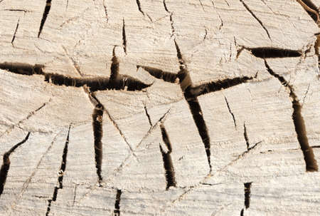 texture of tree stumpの写真素材