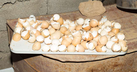 Egg shell