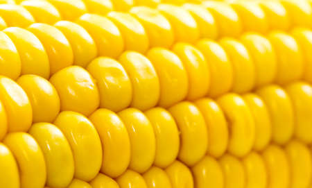 Macro view of fresh yellow sweet corn or maizeの写真素材