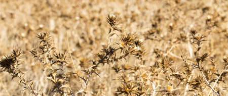 prickly dry grassの写真素材