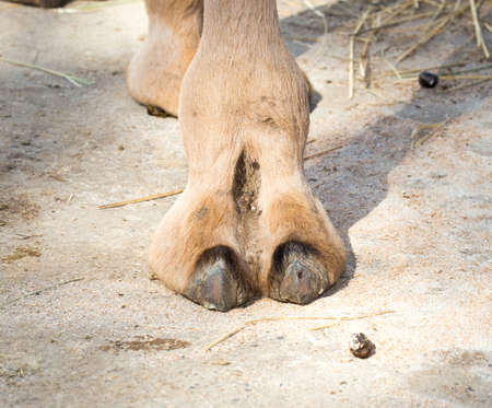 foot camelの写真素材