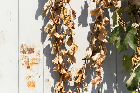 dry grape leavesの写真素材