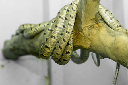 Snake in the zooの写真素材