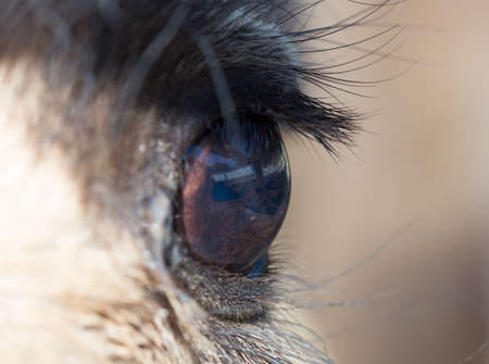 Macro eye of a camel
