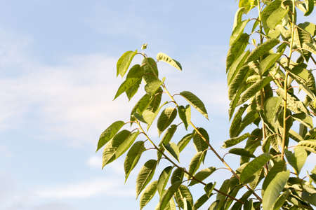 trees and blue sky