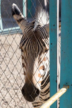 Zebra at the zooの写真素材