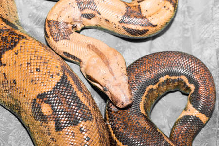 Snake in the zoo
