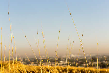 dry grass