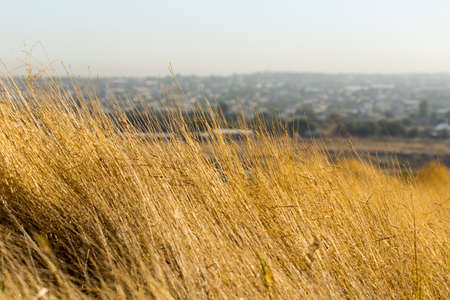 dry grassの写真素材
