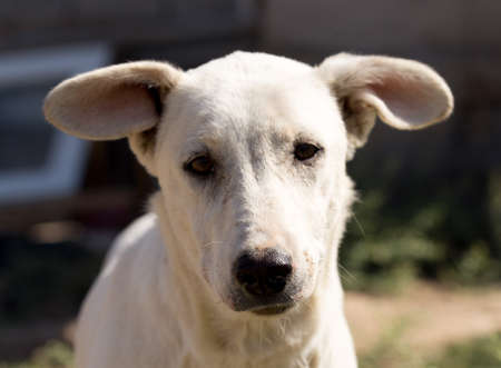white dog in the yard