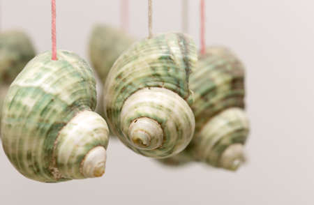 hanging decorative shellの写真素材