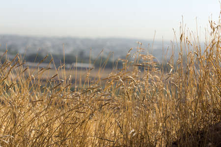 dry grassの写真素材