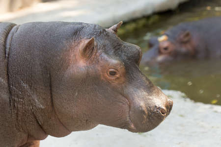 hippopotamus in the zooの写真素材