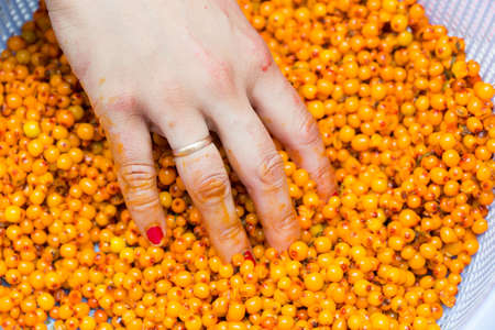 Vintage buckthorn berries in a pot and girl holding a hand