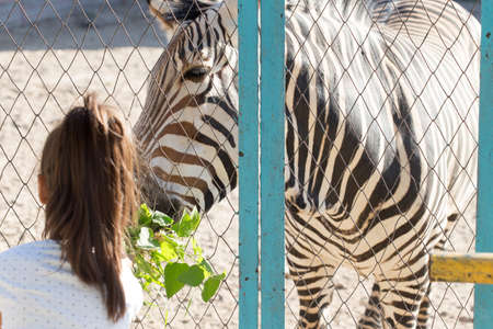 Zebra at the zooの写真素材