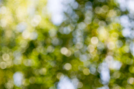 Green gradient blurred abstract background.の写真素材