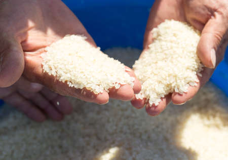 man cleans rice for pilafの写真素材