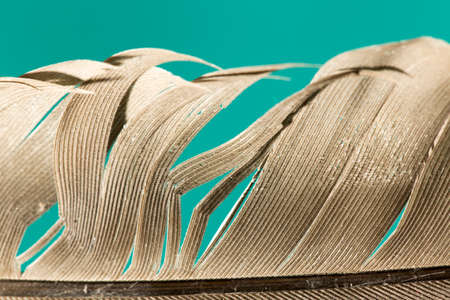 feathers macro on a green backgroundの写真素材