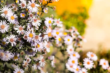 daisy flower in the yardの写真素材