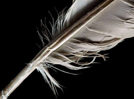 white swan feather isolated on black backgroundの写真素材