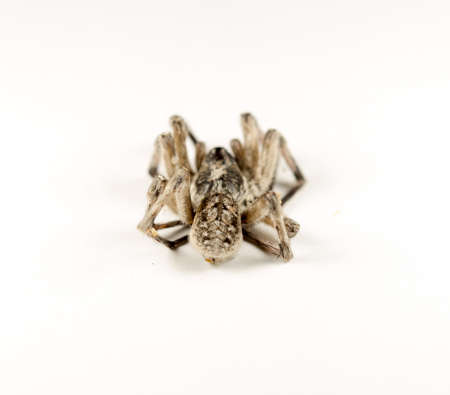 spider on whiteの写真素材