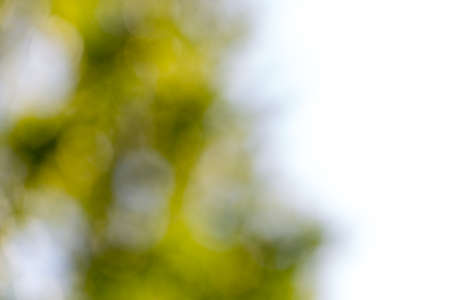 Green gradient blurred abstract background.の写真素材