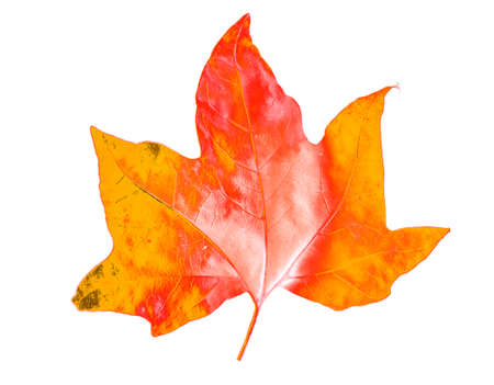 golden maple leaves, isolated on white backgroundの写真素材