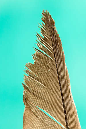 feathers macro on a green backgroundの写真素材