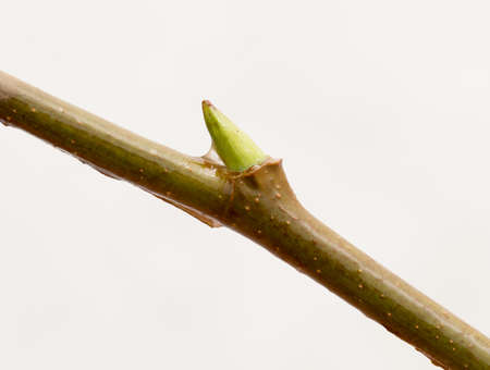 Maple tree branch on white close-upの写真素材