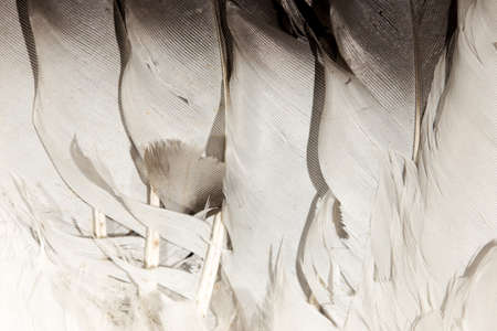 feathers - abstract backgroundの写真素材