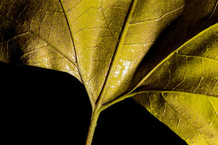 golden maple leaves isolated on black background