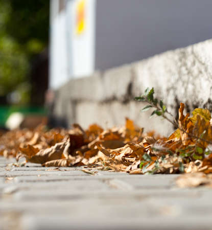 maple leaves sidewalkの写真素材