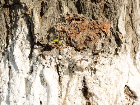 Nature Background.