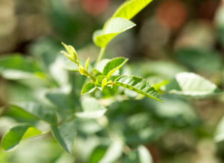 Dog rose,red bunch branch Rose hips, Different types Rosa canina hips in the garden with beautiful green nature bokeh lightsの写真素材