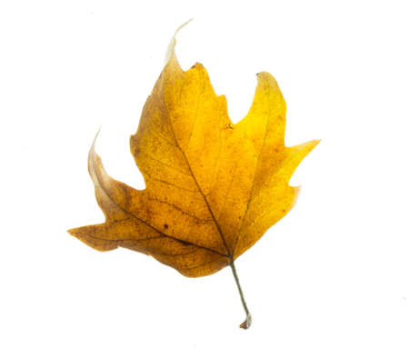 golden maple leaves, isolated on white backgroundの写真素材