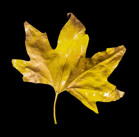 golden maple leaves isolated on black backgroundの写真素材