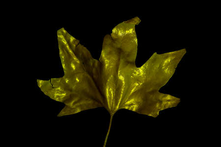 autumn leaf against black backgroundの写真素材