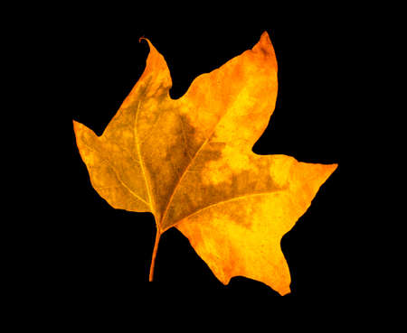 golden maple leaves isolated on black backgroundの写真素材