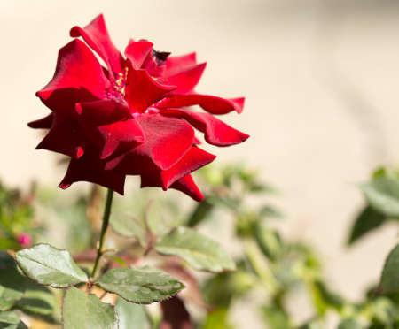 rose flower in the gardenの写真素材