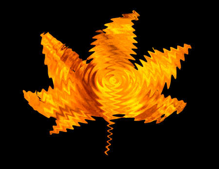 golden maple leaves isolated on black backgroundの写真素材